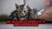 How Long Do Cats Live? Average Lifespan, Breeds & Care Tips