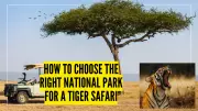 How to Choose the Perfect Tiger Safari in India: A Comprehensive Guide
