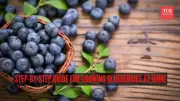 How to Grow Blueberries at Home: A 9-Step Guide for Balcony Gardens