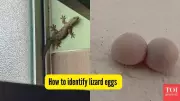 How to Identify and Safely Remove Lizard Eggs from Indian Homes