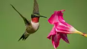 Hummingbirds' Backward Flight: Unique Adaptation Explained