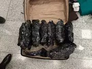 Hyderabad Customs Seize 12.95 Crore Hydroponic Ganja at RGIA