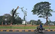 Hyderabad: HMDA's Heavy Pruning of 30-Year-Old Rain Trees Sparks Outcry