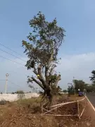 Hyderabad's Chevella Banyans: New Survey Reveals Damage, Survival Doubts