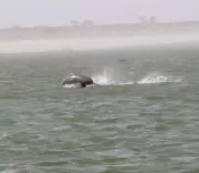 India Launches Second Dolphin Census in Bijnor, Training Forest Officials