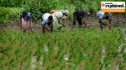 India Overtakes China as World's Top Rice Producer, But Faces Water and Crop Diversity Challenges