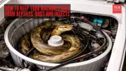 Indian Rat Snake Rescued from Washing Machine in Mumbai Home