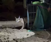 India's First Radio-Collared Caracal in Jaisalmer Marks Conservation Milestone