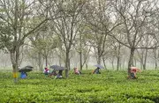 India's Tea Board to Enforce Strict SOP in 2 Weeks to Block Unauthorised Nepal Tea