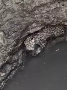 Indore Leopard Rescue: 2-Year-Old Saved from Open Well, IHWCM Model Praised