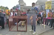 Jaipur: 300 Activists Protest Supreme Court Stray Dog Order at Albert Hall