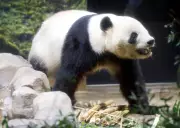 Japan's Last Two Giant Pandas Depart for China Amid Strained Diplomatic Ties