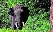 Jharkhand Elephant Rampage: 22 Killed in 21 Days, Musth Tusker Evades Capture