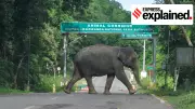 Kaziranga Elevated Corridor to Reduce Animal Deaths in Assam National Park