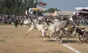 Kila Raipur Rural Olympics Returns: Bullock Cart Race Resumes After 11-Year Hiatus