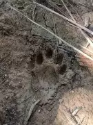 Leopard Attack in Coimbatore Prompts Forest Department to Install Camera Traps