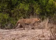 Leopard Attack Injures Youth, Another Killed by Train in Nashik