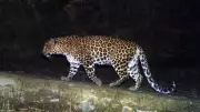 Leopard Captured After 10-Hour Operation in Daman Sweet Shop Building