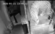 Leopard Captured on CCTV Entering Shimla Residential Building at Night