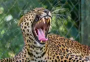 Leopard Sighting Sparks Concern in Navi Mumbai's Kharghar Area