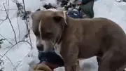 Loyal Dog Stands Guard Over Teenagers' Bodies in Himachal Blizzard