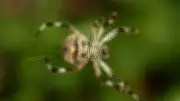 Madagascar's Darwin's Bark Spider: Nature's Engineering Marvel