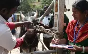 Madurai Begins Week-Long Jallikattu Bull Fitness Checks for Pongal