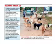 Madurai Intensifies Stray Dog Control with New Vehicles and Sterilisation Drive