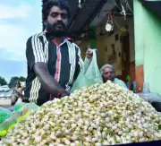 Madurai Jasmine Prices Skyrocket to ₹12,000/kg as Frost Decimates Yield