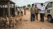 Mass Dog Culling in Telangana Sparks Outrage: 500 Strays Killed Post-Election Promises