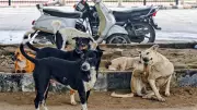 Mass Dog Killings in Telangana: Toll Rises to 1100, 200 More Found Dead in Hanamkonda
