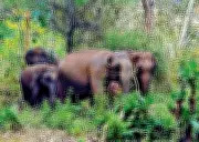 MoRTH Forms Joint Group to Study NH 766 Tunnel Road Feasibility in Kozhikode