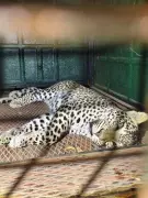 Mysuru Leopard Fate Hangs on Lab Report After Pilgrim Killing