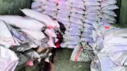 Nagaur Police Seize 9,550kg Ammonium Nitrate in Major Explosives Bust