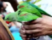 Nagpur HC Orders Permanent Shutdown of Illegal Animal Market in Lakadganj