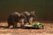 Nandankanan Zoo Celebrates First-Ever Parma Wallaby Birth in Bhubaneswar