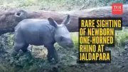 Newborn Rhino Calf Spotted on New Year's Day 2026 in Jaldapara National Park
