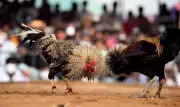NTR District Cracks Down on Sankranti Cockfights, Warns of Legal Action