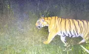 Odisha Prepares to Welcome Tigers to Debrigarh Sanctuary in Major Translocation Push