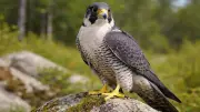 Peregrine Falcon: Nature's Ultimate Speed Hunter and Urban Survivor