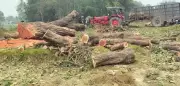 Pilibhit Official Seeks Probe Into Illegal Felling of 5,500 Trees in UP Village