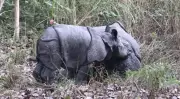 Pilibhit's Dudhwa Tiger Reserve Faces Crisis as Aggressive Rhino Napoleon Kills Second Calf