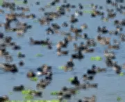 PM Modi Announces Patna Bird Sanctuary, Chhari-Dhand as New Ramsar Sites