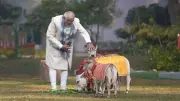 PM Modi Feeds Cows at Home for Makar Sankranti, Attends Pongal Celebrations