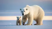 Polar Bears: The Arctic's Masters of Camouflage and Survival