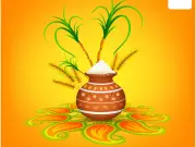 Pongal Festival 2024: Dates, Significance and Traditional Kolam Designs