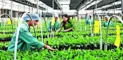 Pune's Rural Biotech Model Empowers Women Farmers Through Scientific Innovation