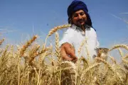 Punjab Rainfall Boosts Wheat Crop, Farmers Advised to Suspend Irrigation