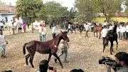 Raibag Horse Fair Gains Fame for Weddings and Races in Karnataka