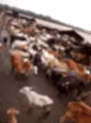 Rajasthan's Liquor Surcharge Generates Rs 1,380 Crore, Funds Gaushalas